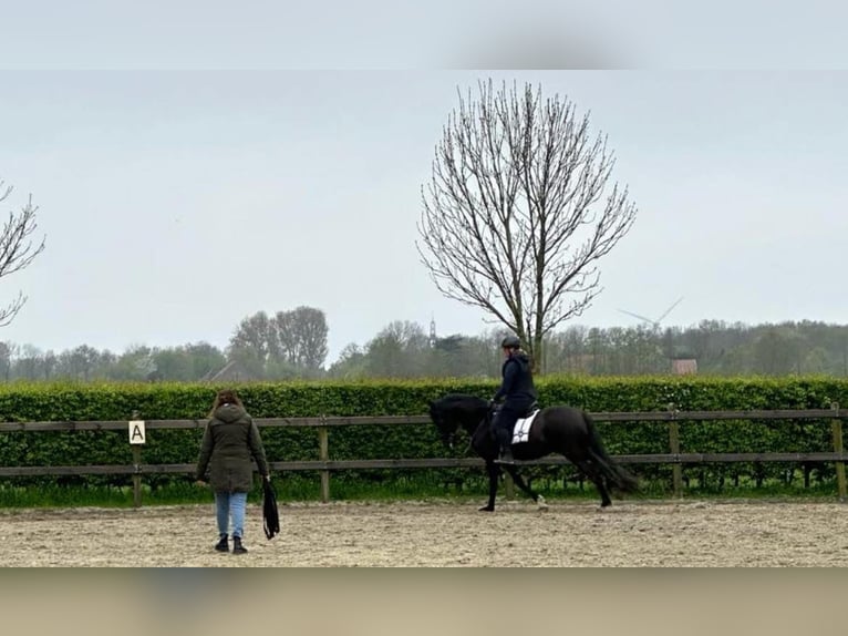 PRE Caballo castrado 11 años 157 cm Negro in Zierikzee