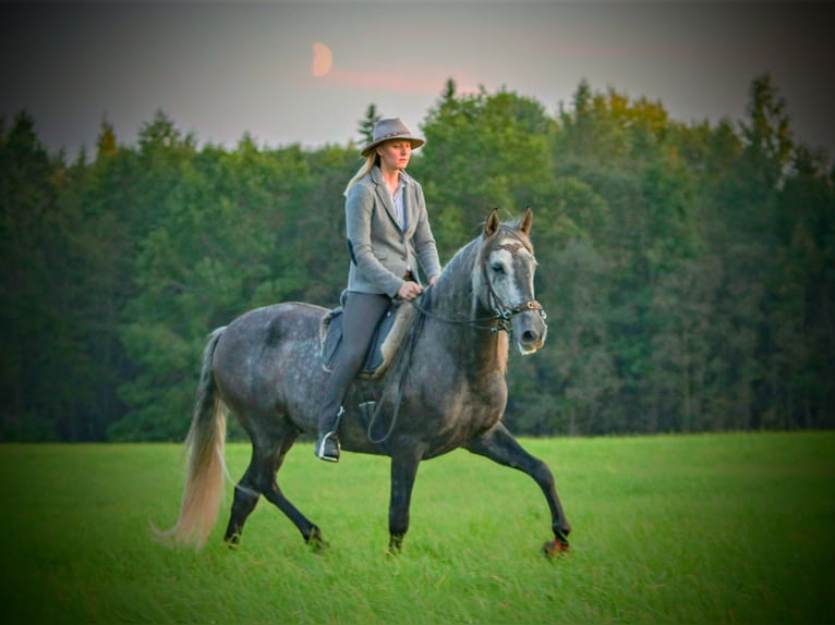 PRE Caballo castrado 11 años 157 cm Tordo in Tartu