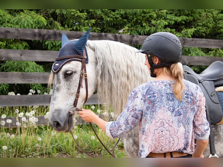 PRE Caballo castrado 11 años 157 cm Tordo in Tartu