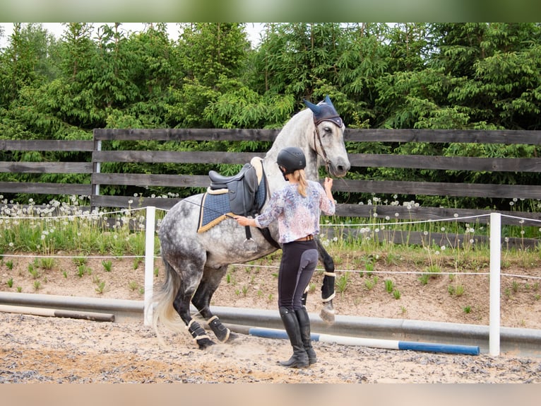 PRE Caballo castrado 11 años 157 cm Tordo in Tartu
