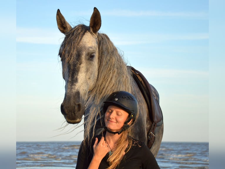PRE Caballo castrado 11 años 157 cm Tordo in Tartu
