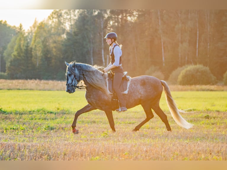 PRE Caballo castrado 11 años 157 cm Tordo in Tartu
