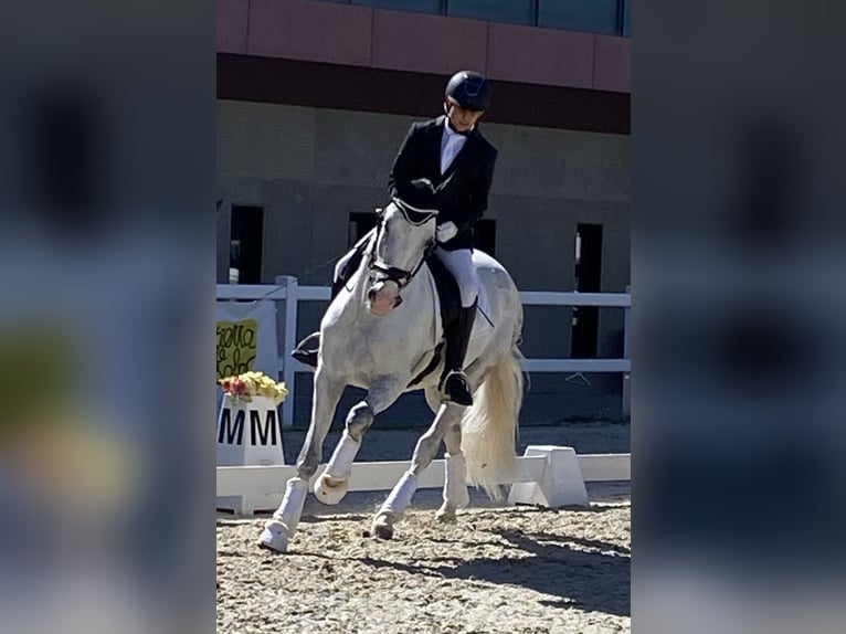 PRE Mestizo Caballo castrado 11 años 157 cm Tordo in Valladolid