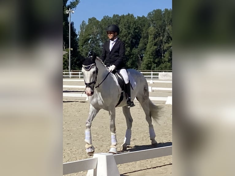 PRE Mestizo Caballo castrado 11 años 157 cm Tordo in Valladolid