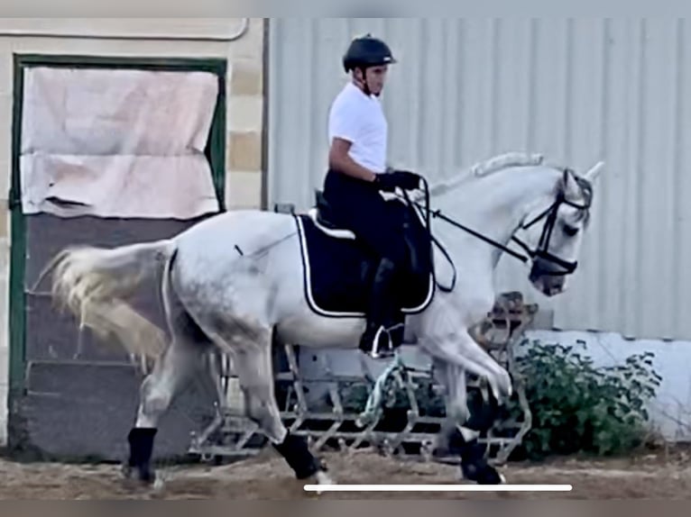 PRE Mestizo Caballo castrado 11 años 157 cm Tordo in Valladolid