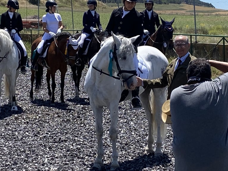 PRE Mestizo Caballo castrado 11 años 157 cm Tordo in Valladolid