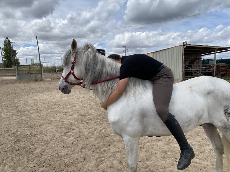 PRE Mestizo Caballo castrado 11 años 157 cm Tordo in Valladolid