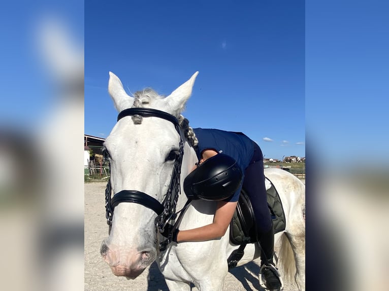 PRE Mestizo Caballo castrado 11 años 157 cm Tordo in Valladolid