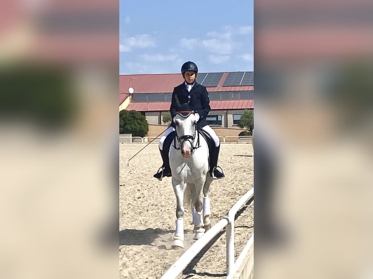 PRE Mestizo Caballo castrado 11 años 157 cm Tordo in Valladolid