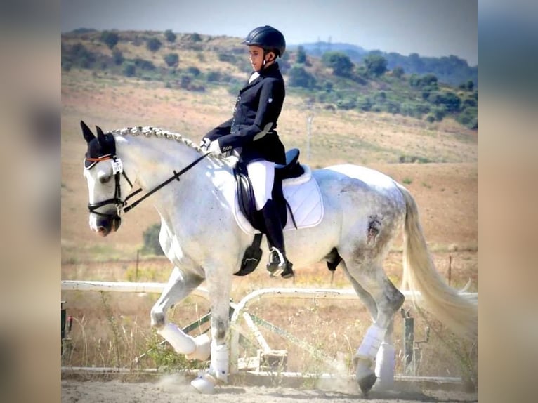 PRE Mestizo Caballo castrado 11 años 157 cm Tordo in Valladolid