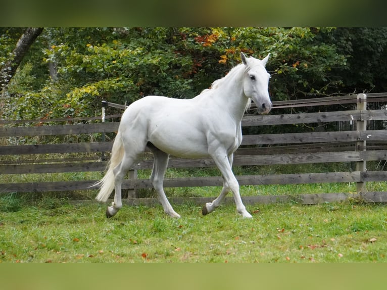 PRE Caballo castrado 11 años 157 cm Tordo in Langenaltheim
