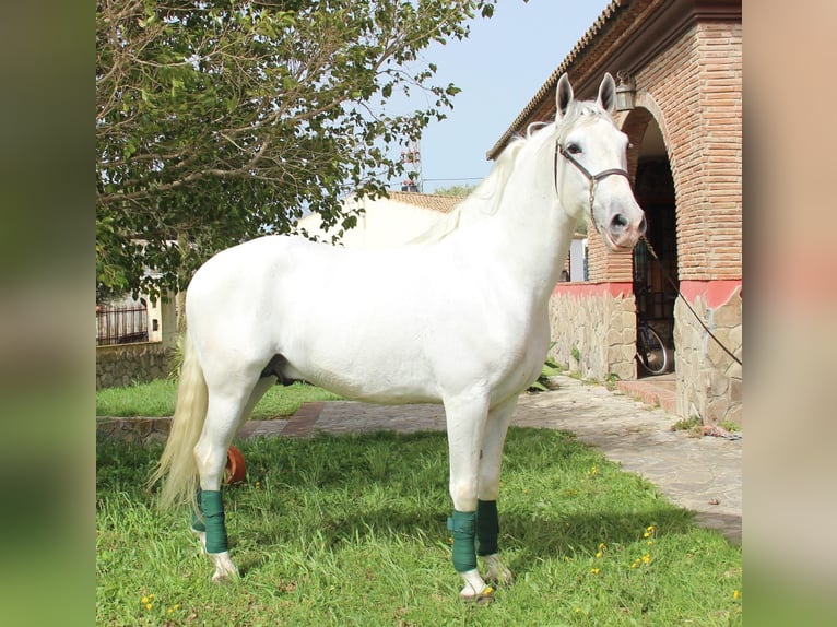 PRE Caballo castrado 11 años 157 cm Tordo in Langenaltheim