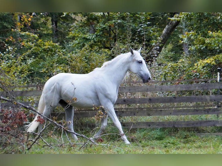 PRE Caballo castrado 11 años 157 cm Tordo in Langenaltheim