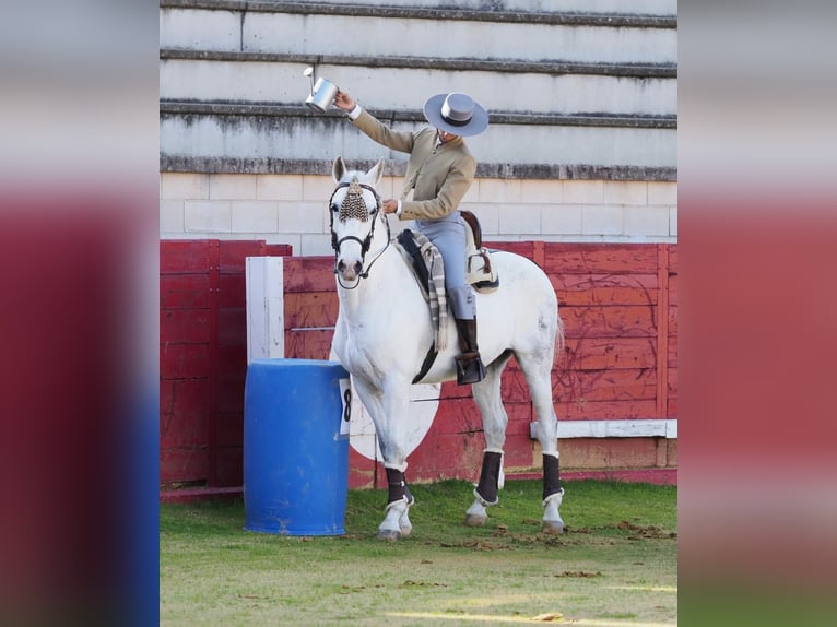 PRE Caballo castrado 11 años 157 cm Tordo in Valladolid