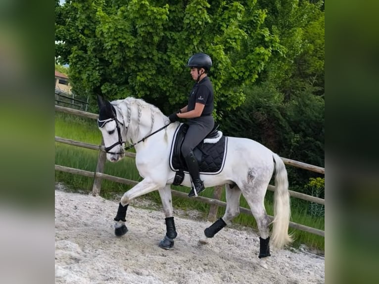 PRE Caballo castrado 11 años 157 cm Tordo in Valladolid