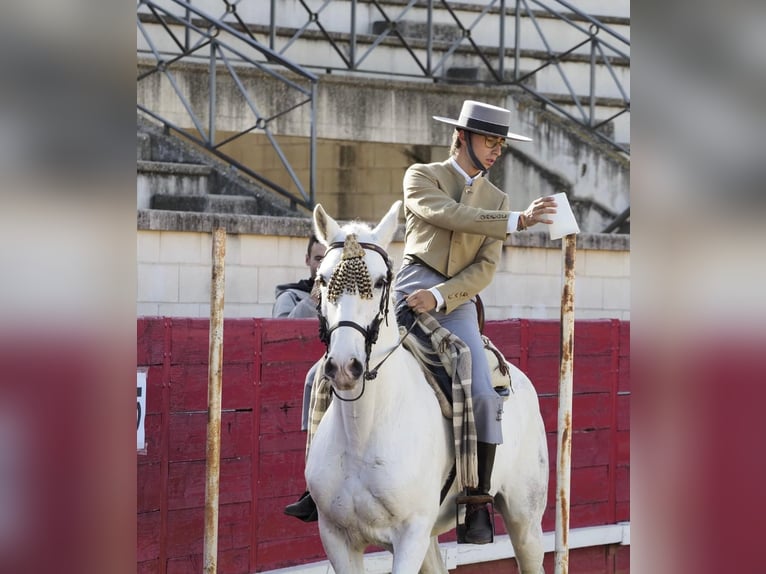 PRE Caballo castrado 11 años 157 cm Tordo in Valladolid