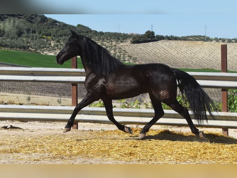 PRE Mestizo Caballo castrado 11 años 158 cm Negro in Dausse