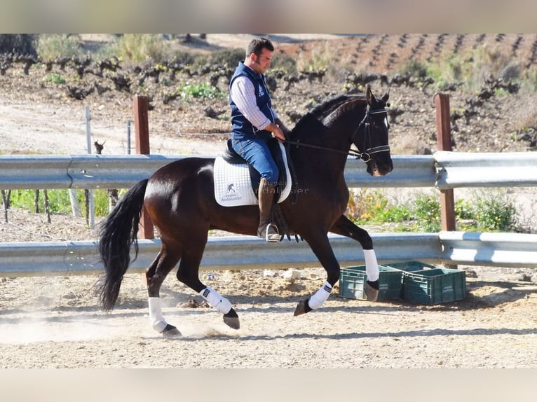 PRE Mestizo Caballo castrado 11 años 158 cm Negro in Dausse