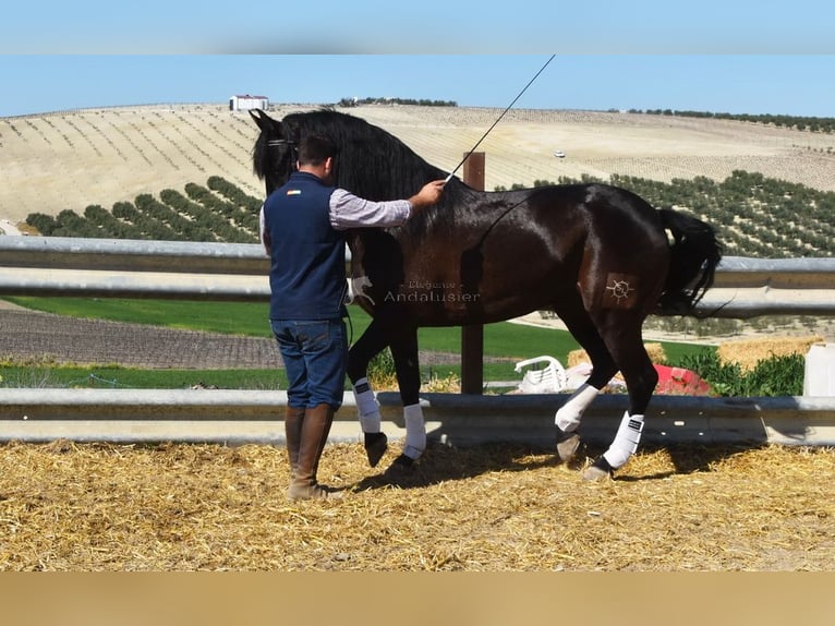 PRE Mestizo Caballo castrado 11 años 158 cm Negro in Dausse