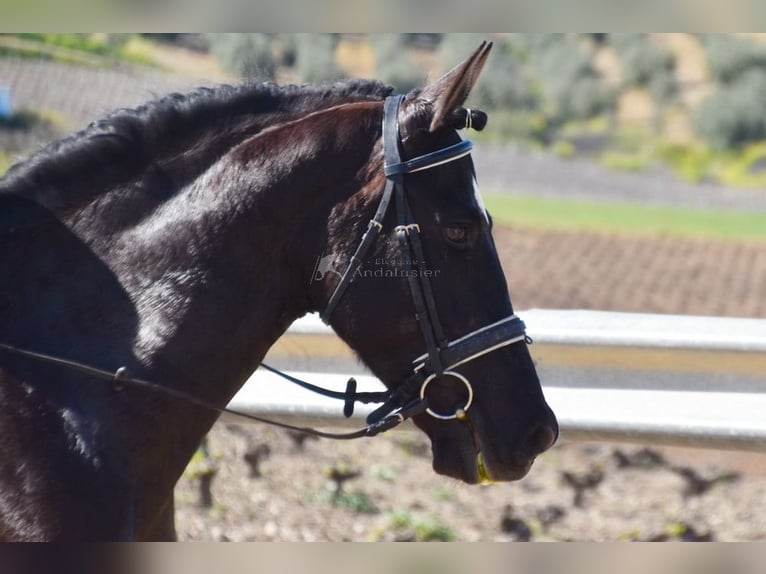 PRE Mestizo Caballo castrado 11 años 158 cm Negro in Dausse