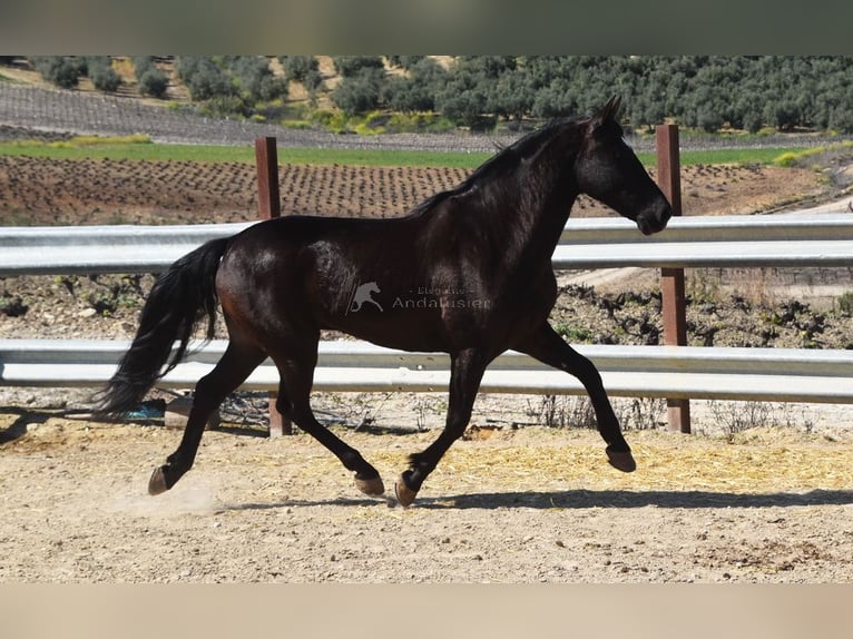 PRE Mestizo Caballo castrado 11 años 158 cm Negro in Dausse