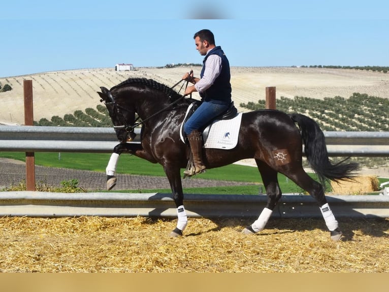 PRE Mestizo Caballo castrado 11 años 158 cm Negro in Dausse