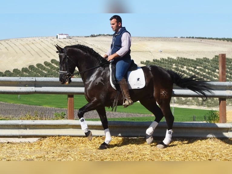 PRE Mestizo Caballo castrado 11 años 158 cm Negro in Dausse