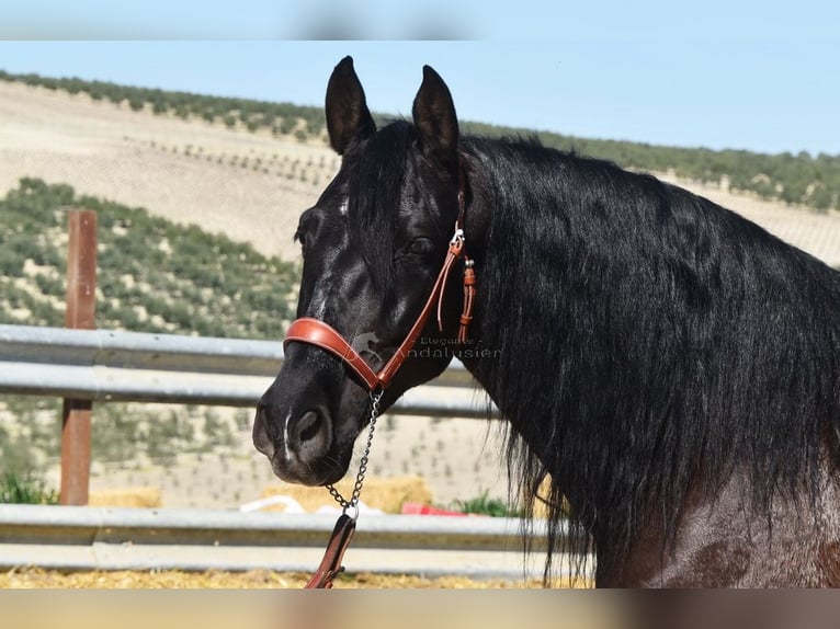 PRE Mestizo Caballo castrado 11 años 158 cm Negro in Dausse