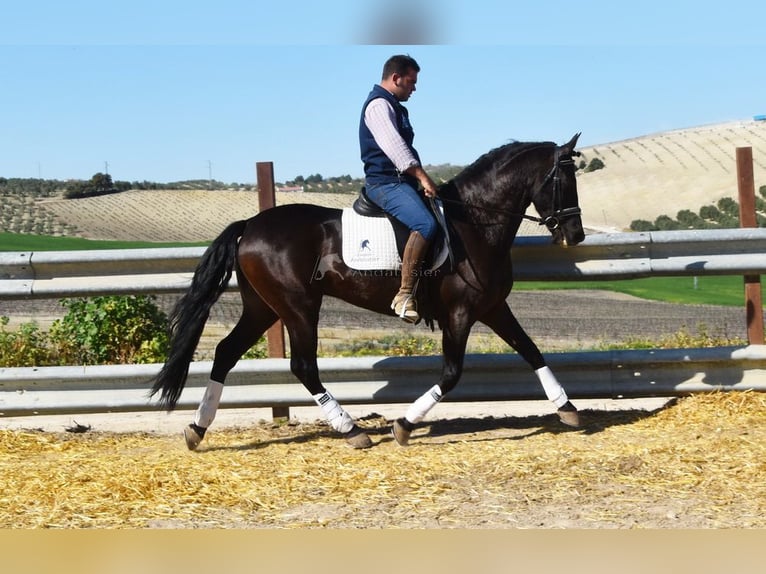 PRE Mestizo Caballo castrado 11 años 158 cm Negro in Dausse