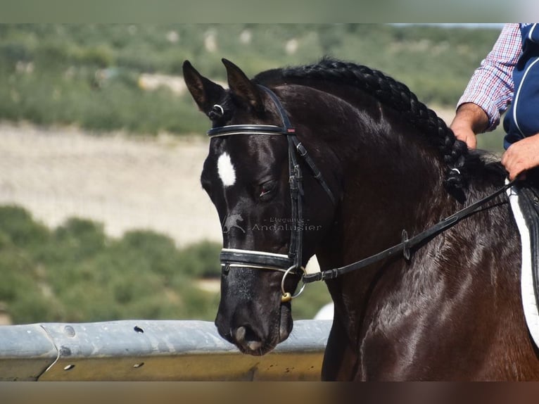 PRE Mestizo Caballo castrado 11 años 158 cm Negro in Dausse