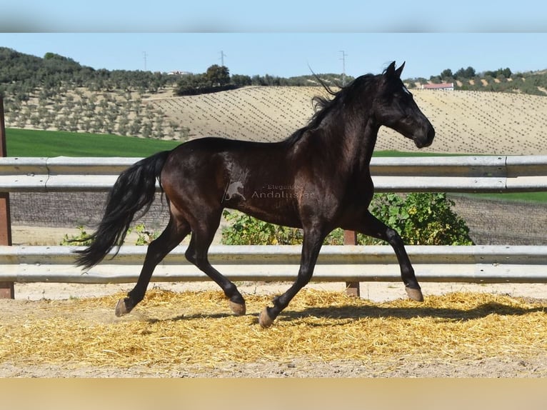 PRE Mestizo Caballo castrado 11 años 158 cm Negro in Dausse