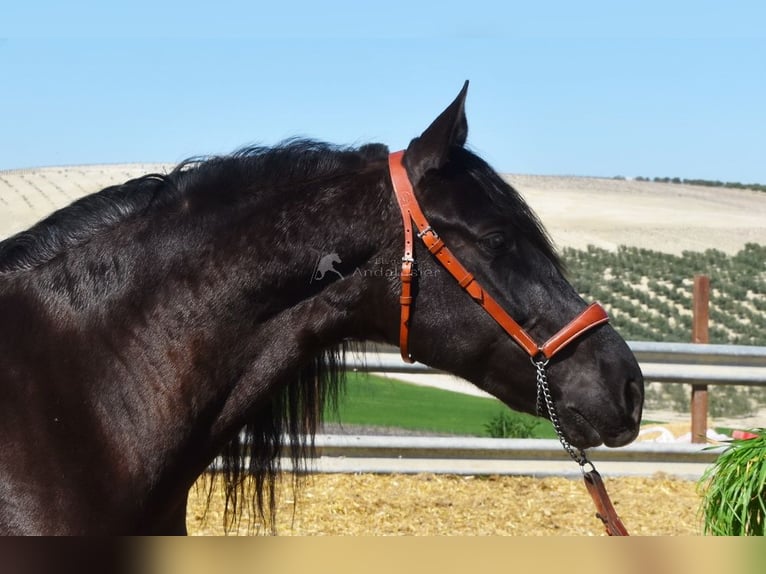 PRE Mestizo Caballo castrado 11 años 158 cm Negro in Dausse