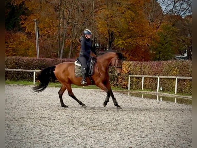 PRE Caballo castrado 11 años 160 cm Castaño in Neustadt (Wied)