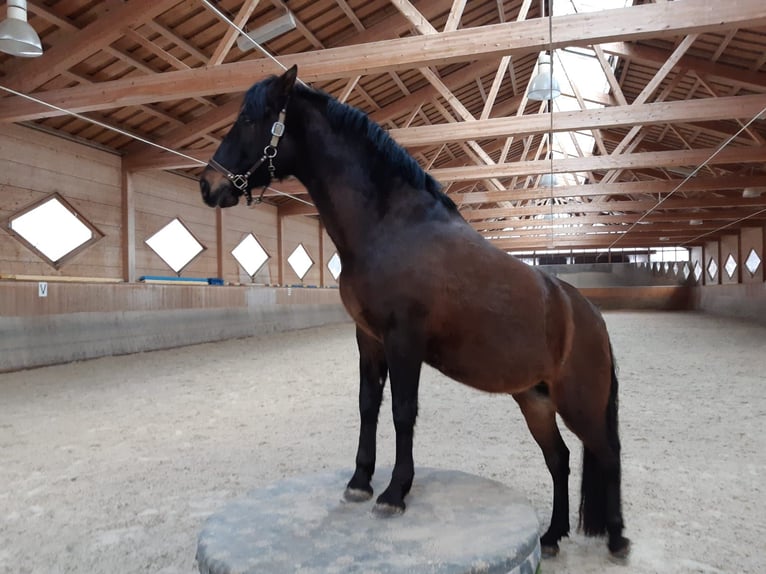 PRE Mestizo Caballo castrado 11 años 160 cm Castaño oscuro in Reutte