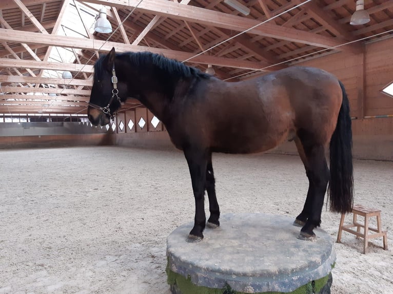 PRE Mestizo Caballo castrado 11 años 160 cm Castaño oscuro in Reutte