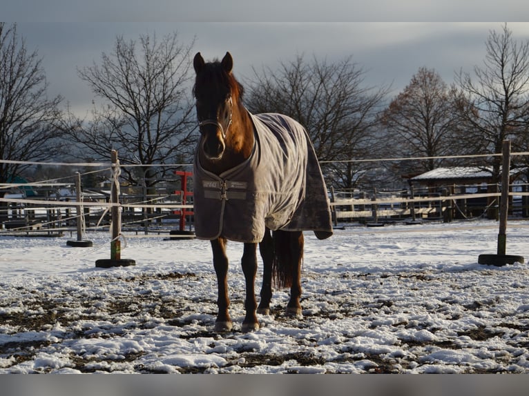 PRE Mestizo Caballo castrado 11 años 160 cm Castaño oscuro in Reutte