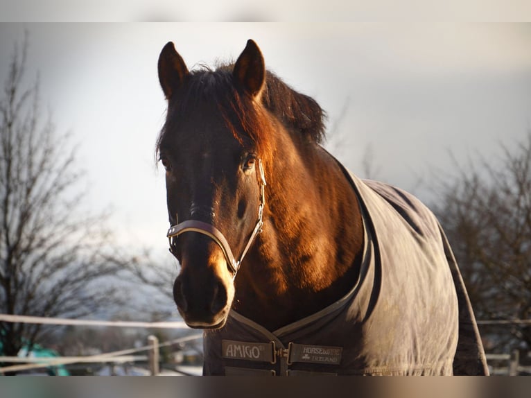 PRE Mestizo Caballo castrado 11 años 160 cm Castaño oscuro in Reutte