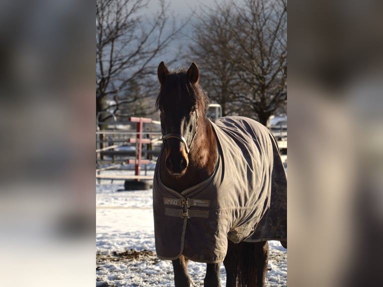 PRE Mestizo Caballo castrado 11 años 160 cm Castaño oscuro in Reutte