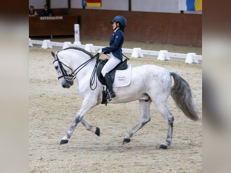 PRE Mestizo Caballo castrado 11 años 160 cm Tordo in Vera