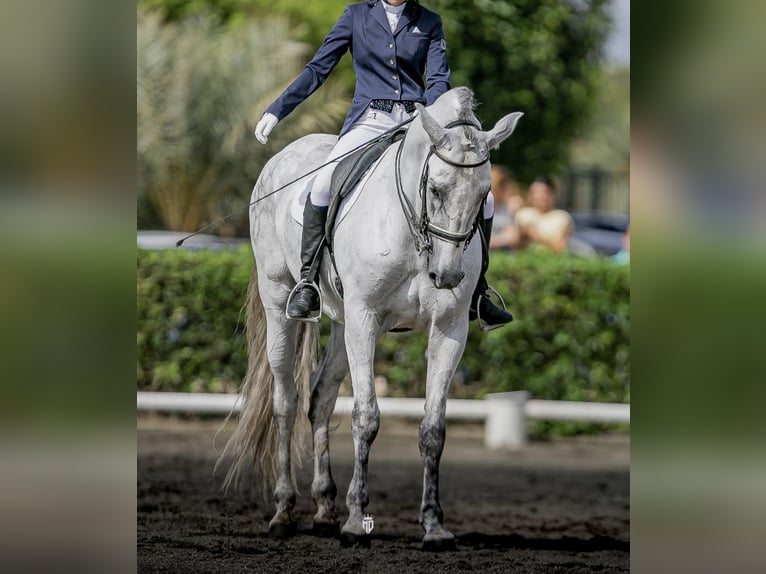 PRE Mestizo Caballo castrado 11 años 160 cm Tordo in Vera