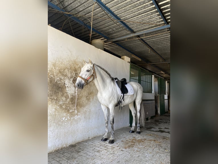 PRE Mestizo Caballo castrado 11 años 160 cm Tordo in Vera