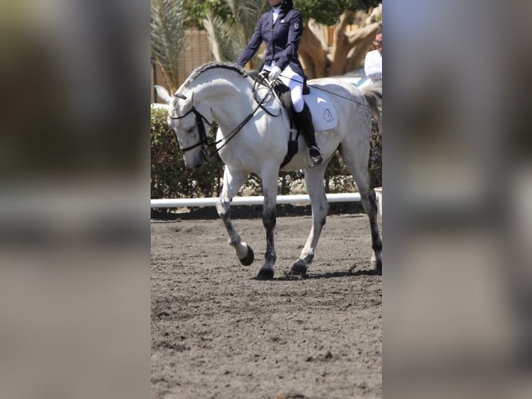 PRE Mestizo Caballo castrado 11 años 160 cm Tordo in Vera