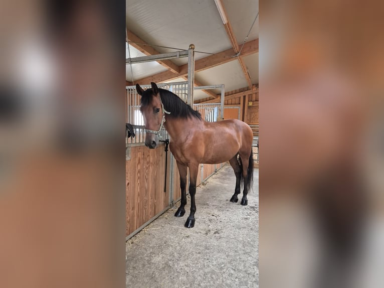 PRE Caballo castrado 11 años 162 cm Castaño in Eltville am Rhein