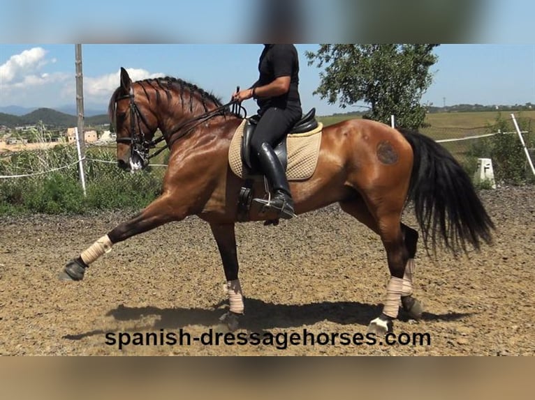 PRE Caballo castrado 11 años 162 cm Castaño in Barcelona