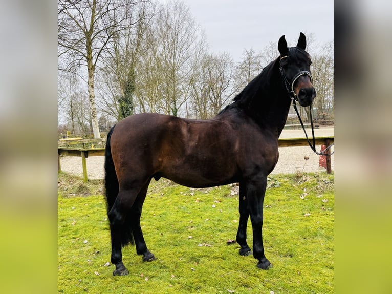 PRE Mestizo Caballo castrado 11 años 162 cm Castaño oscuro in Sottrum