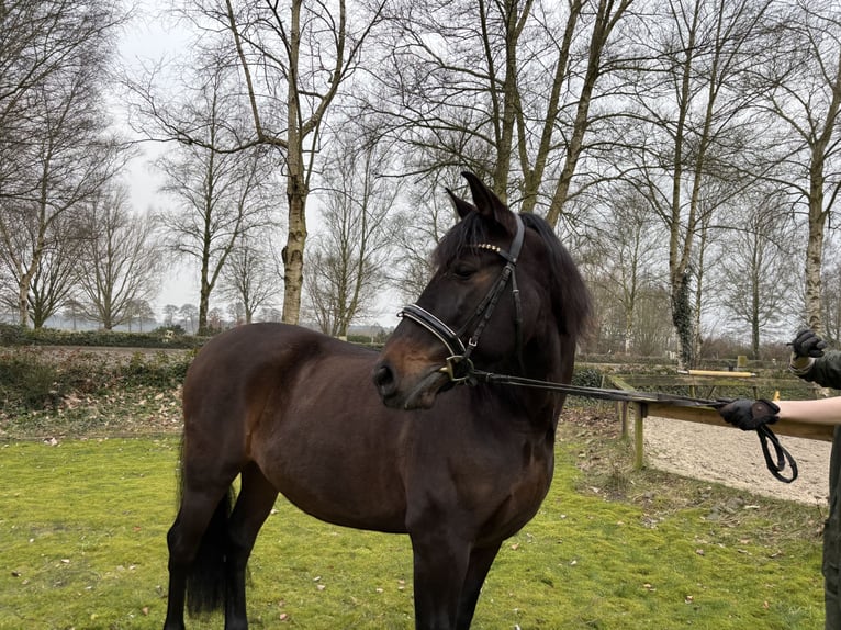 PRE Mestizo Caballo castrado 11 años 162 cm Castaño oscuro in Sottrum