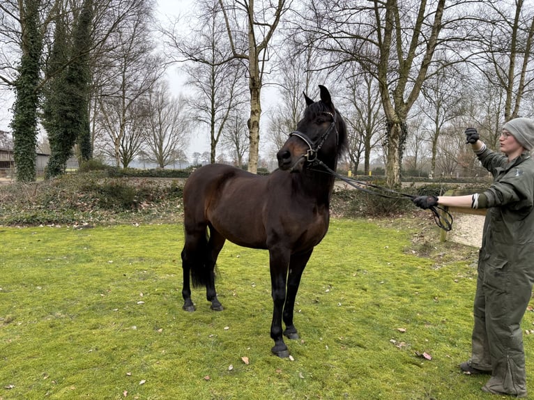 PRE Mestizo Caballo castrado 11 años 162 cm Castaño oscuro in Sottrum