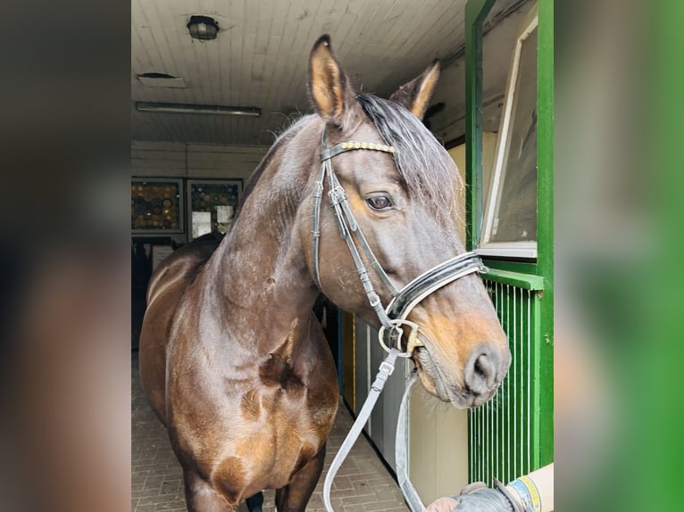 PRE Mestizo Caballo castrado 11 años 162 cm Castaño oscuro in Sottrum