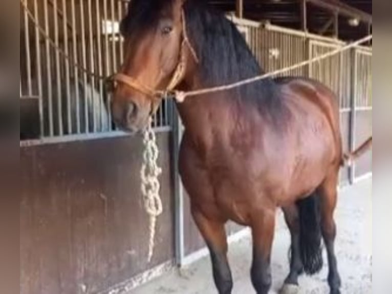 PRE Mestizo Caballo castrado 11 años 162 cm Castaño rojizo in Malaga