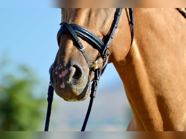 PRE Mestizo Caballo castrado 11 años 162 cm Palomino in Castuera